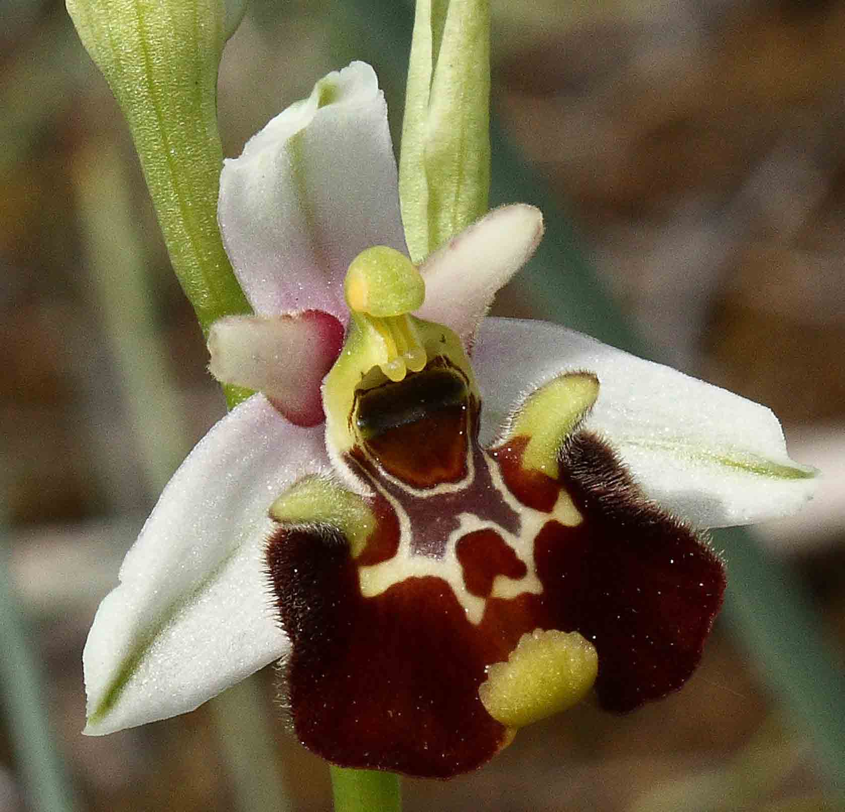 ophrys fuciflora